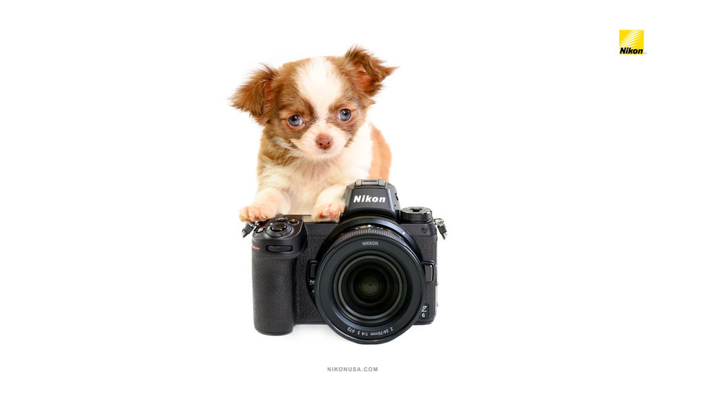 Nikon-Wallpaper-Z6-Proud-Long-Haired-Chihuahua.jpg
