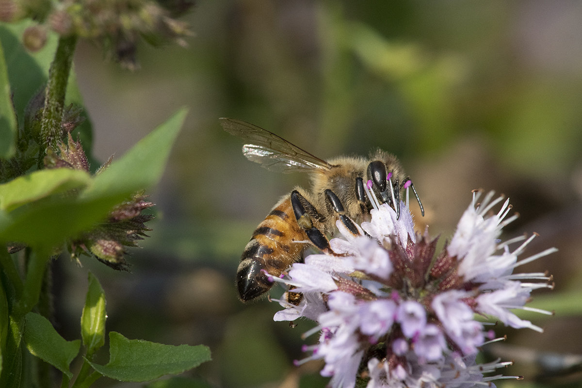 Maggiori informazioni su "Nikon 300mm f4 PF e Lente Canon 500D , prova sul campo."