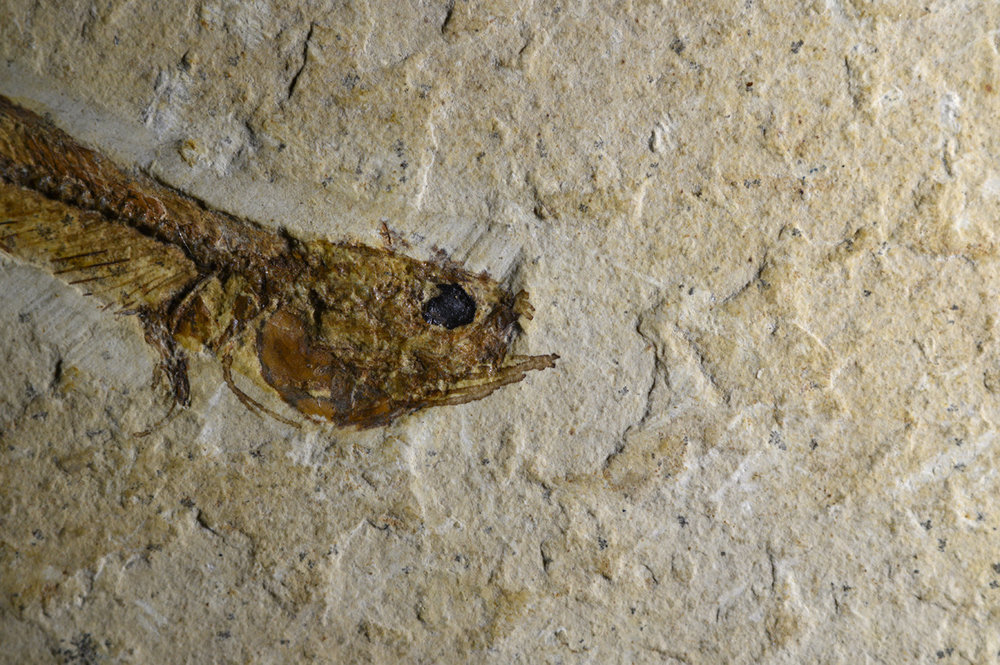 fossilfish1w.thumb.jpg.c514633e0692b0db992412b6f5efc76d.jpg