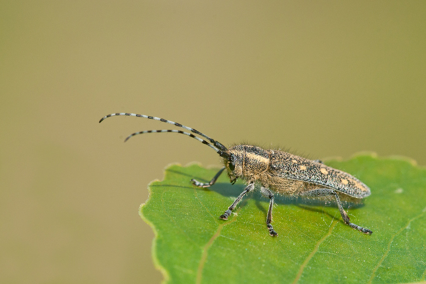 Maggiori informazioni su "Qualche dritta sulla fotografia agli insetti"