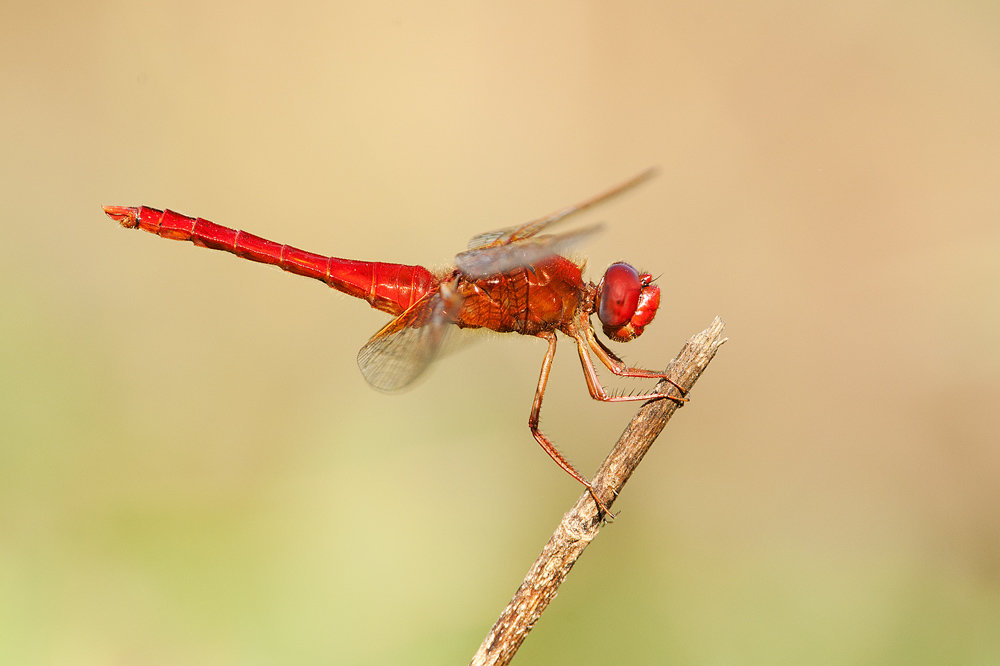 crocothemis3r.jpg.dfc09121195a39a689bf40eba957c719.jpg