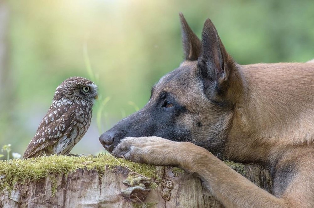 dog-and-owl-03.jpg.optimal.jpg