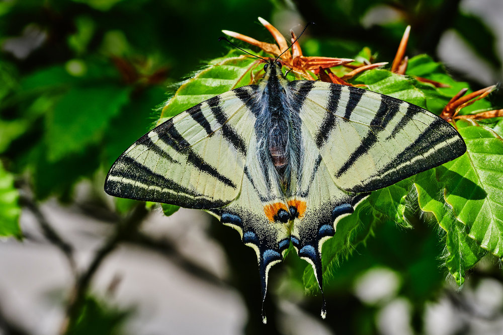 Iphiclides podalirius.jpg