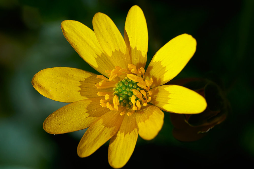 Ranunculus-ficaria_11.jpg