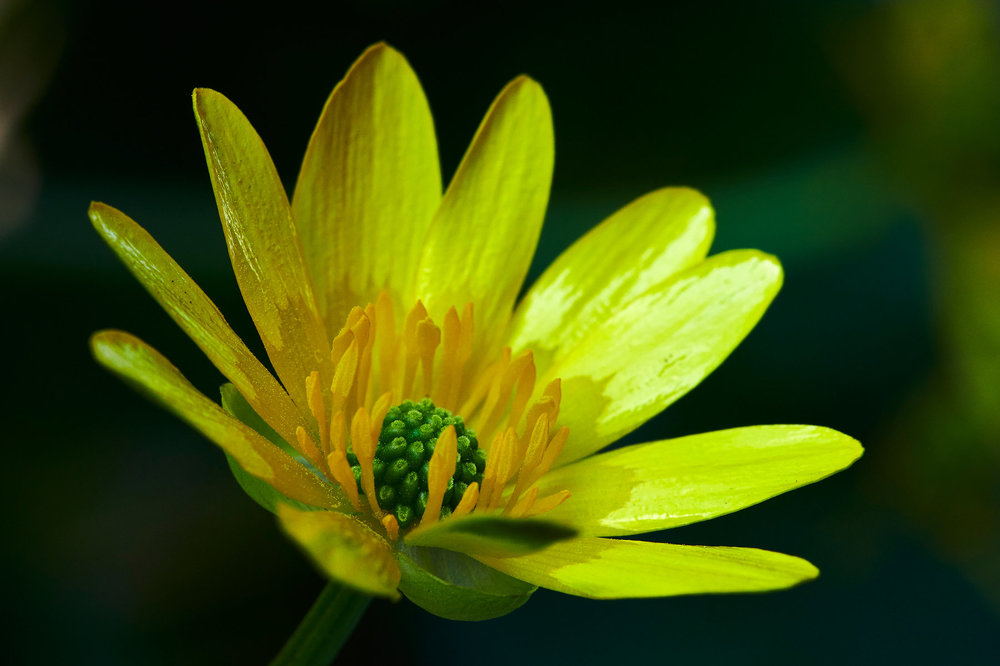 Ranunculus-ficaria_4.jpg