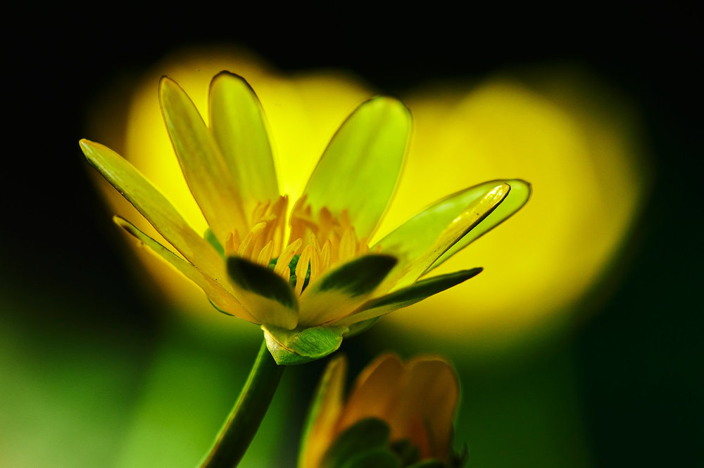 Ranunculus-ficaria_6.jpg