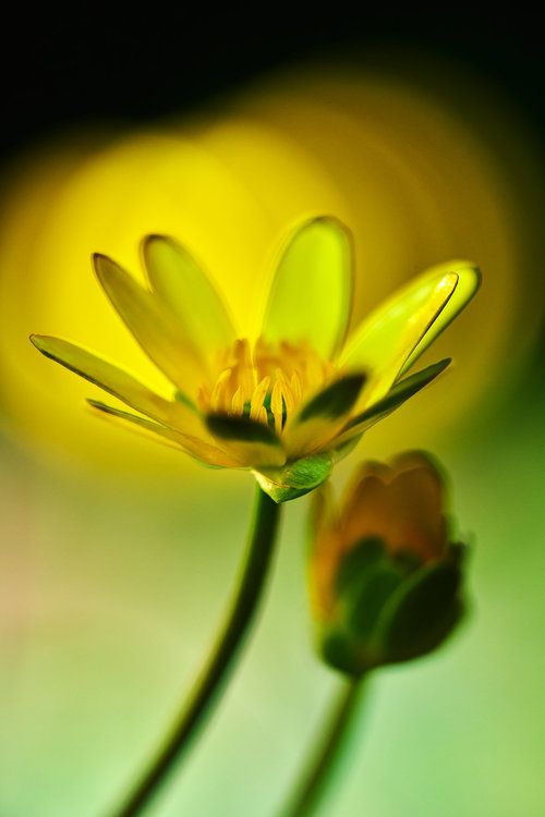 Ranunculus-ficaria_8.jpg