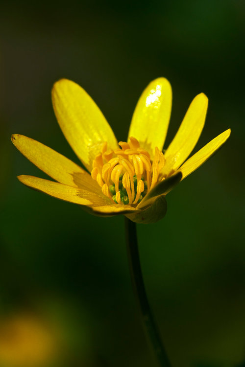 Ranunculus-ficaria_9.jpg