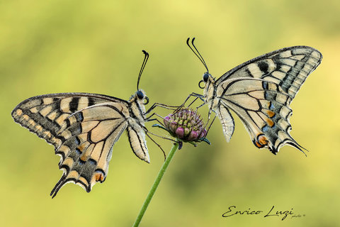 Papilio Machaon (Linnaeus, 1758) (3).jpg
