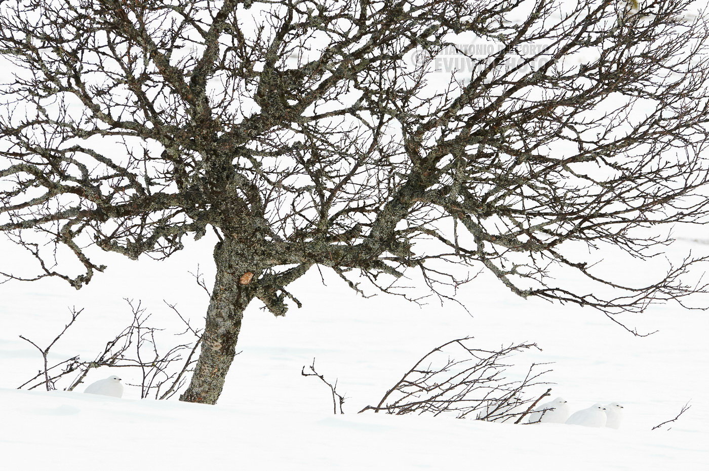 More information about "Vitantonio Dell'Orto, l' armonia della natura."
