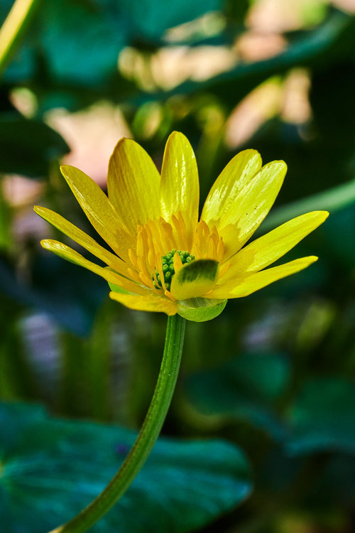 Ranunculus-ficaria_15.thumb.jpg.aba30fce099eb765fb0875e43d70ed2b.jpg