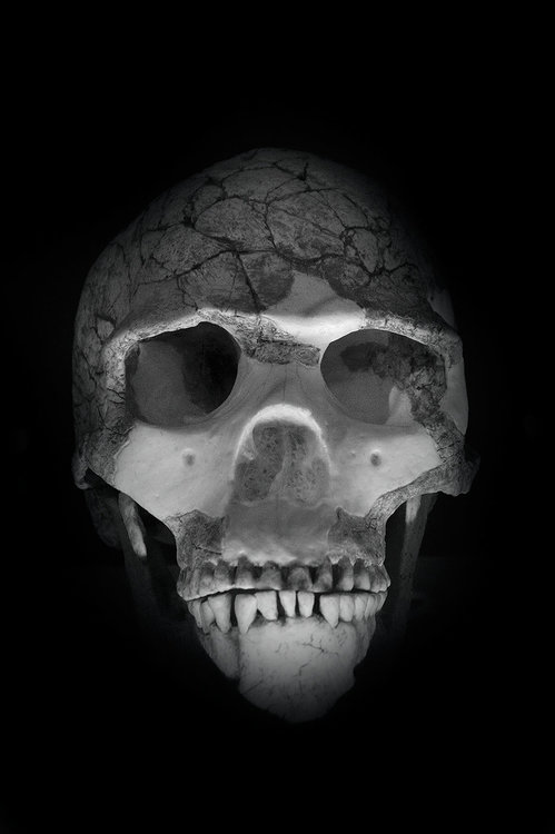 skull.thumb.jpg.6e85391c856a34298b6d4ee0ae2e3d3b.jpg