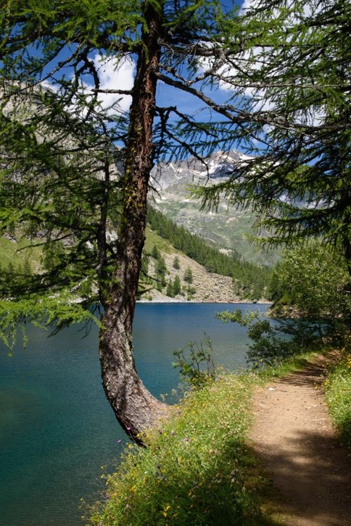 2020_0718AlpeDevero0078.thumb.jpg.74d7f47aa15ad65281d3a1e34af87d8b.jpg