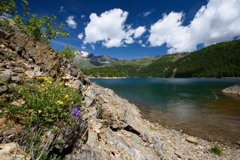 2020_0718AlpeDevero0093.thumb.jpg.6b52b75e94b6715ee2a660602fb2d9ac.jpg