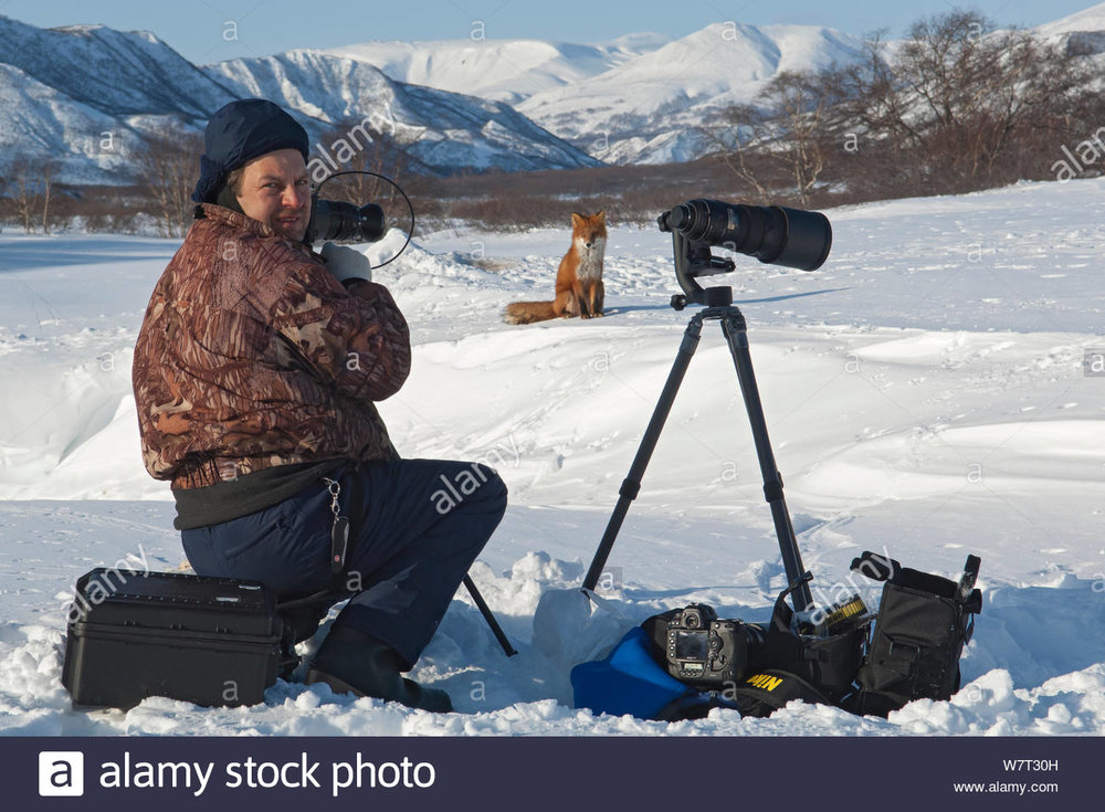 photographer-sergey-gorshkov-taking-photographs-of-red-fox-vulpes-vulpes-kamchatka-far-east-russia-W7T30H.thumb.jpg.4402e92c81dea362b2c30ce70f293e6d.jpg
