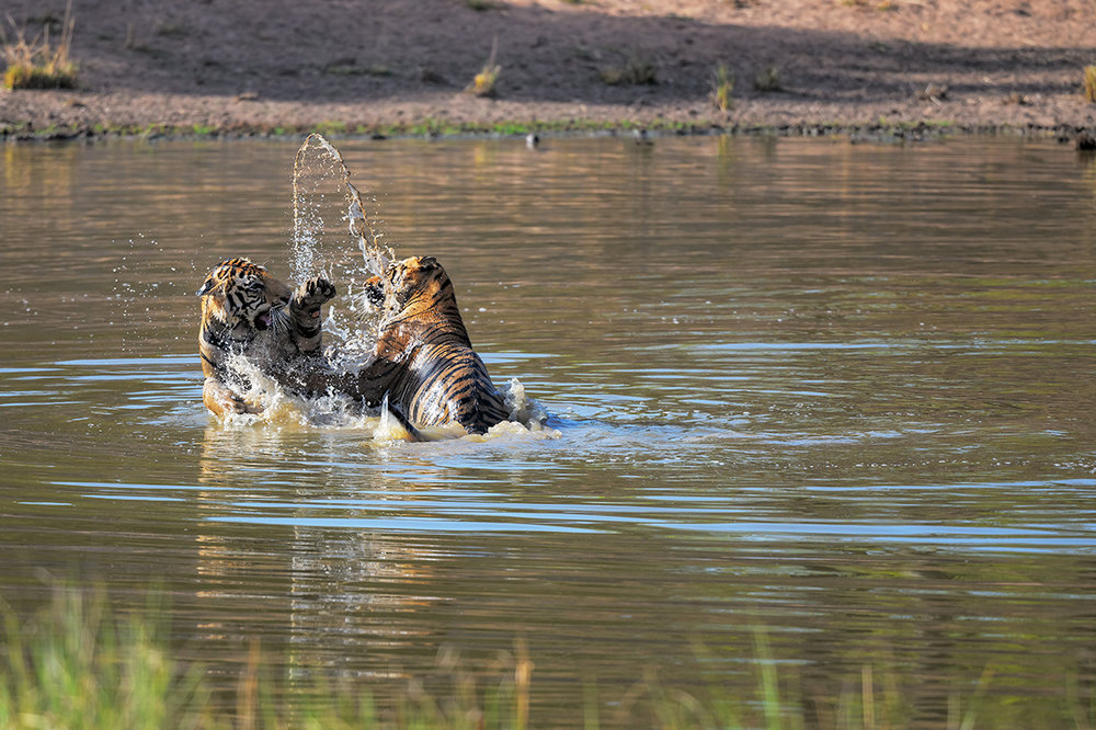 tigre giochi acqua.jpg