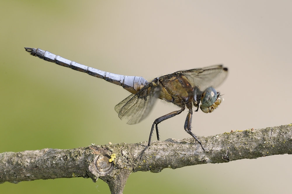 coerulescens.thumb.jpg.06a4de45a2d7157bf87994c00b59a07b.jpg