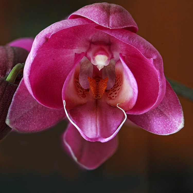 orchidealo.thumb.jpg.b39314b159420a03679179290e026703.jpg