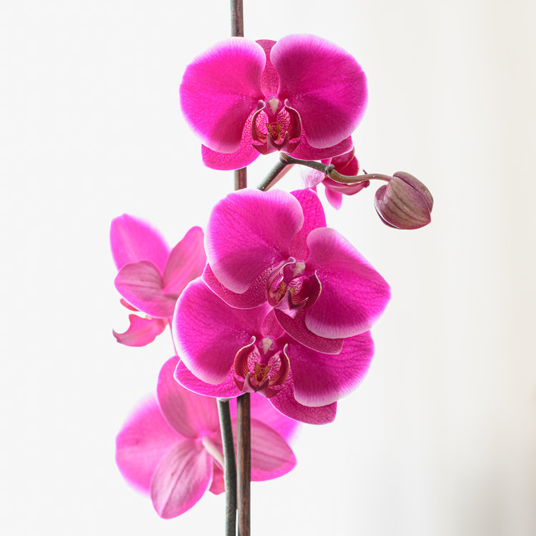 Orchidea High Key.jpg