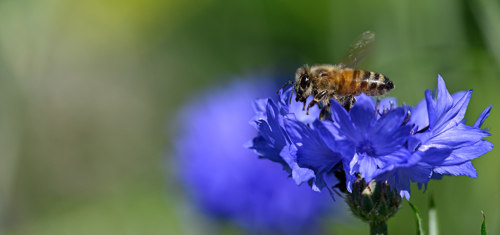 More information about "[experience] Nikon Z6, 24-200mm e lente addizionale: Sul campo!"