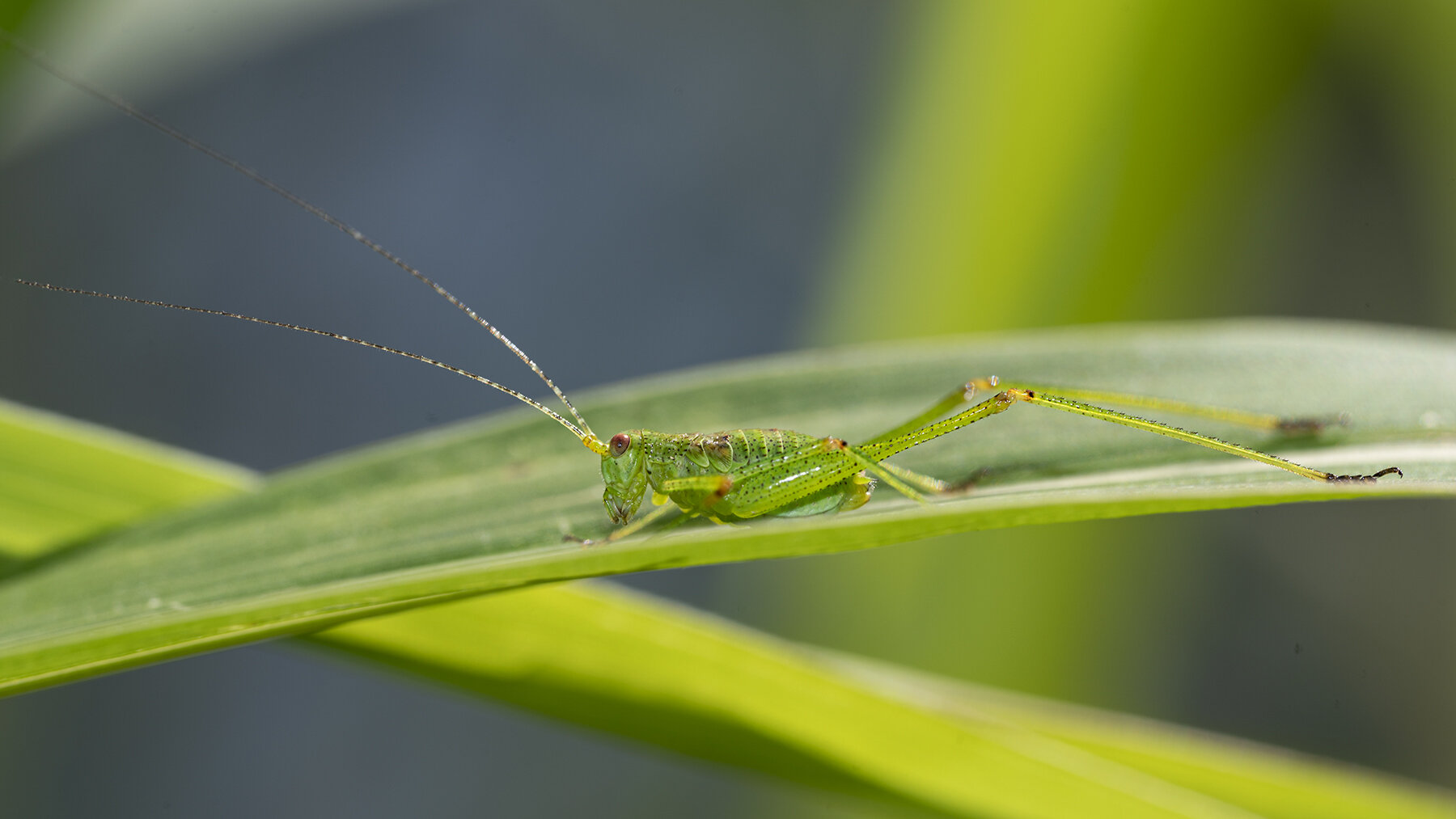 Maggiori informazioni su "Nikkor Z 105mm f2.8 S MC, test sul campo (in macro) !"