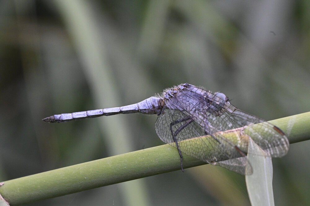 105dragonfly.thumb.jpg.417e517fbe3f26755f6f68b5d6f81e07.jpg