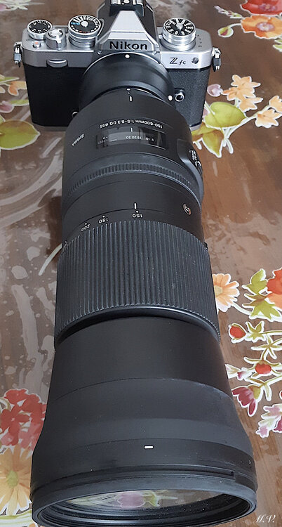 Nikon Zfc + Sigma 150:600.jpeg