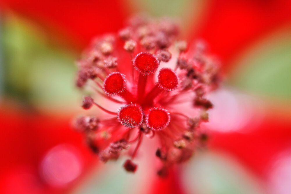 Hibiscus-coccineus_43.jpg