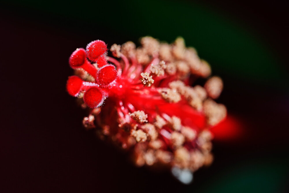 Hibiscus-coccineus_45.jpg
