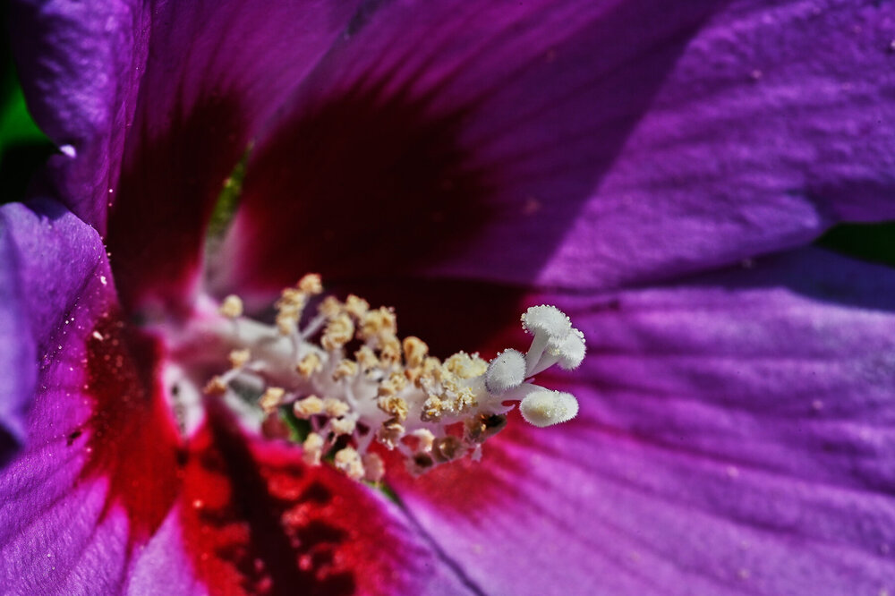 Hibiscus-syriacus_1.jpg