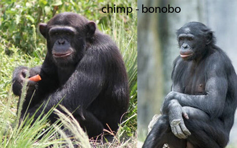 chimp-bonobo.jpg.803b05f4539b46298da1de76164cf9c5.jpg