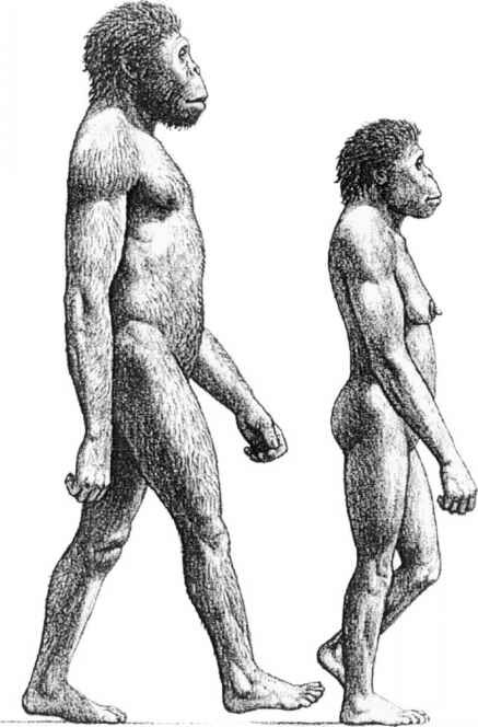 2028_4_3-australopithecine-sexual-dimorphism.jpg.3a6c572359d2b30103ff160de381a8cf.jpg
