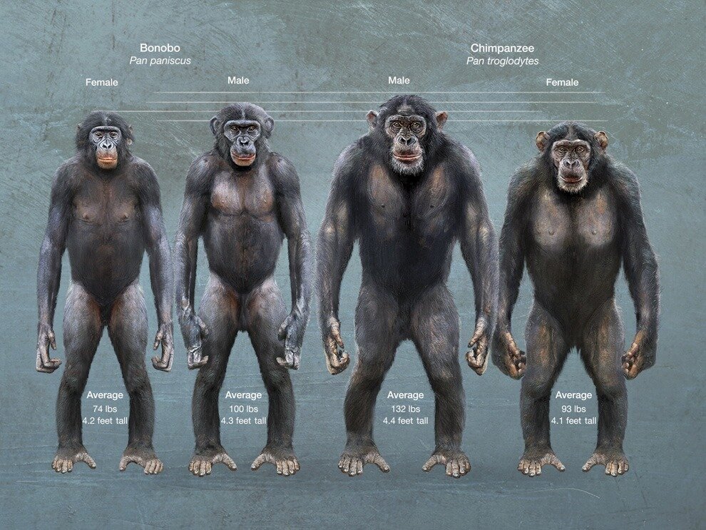 bonobo-vs-chimpancc3a9.jpg.44d5dad5a40be02cf7923212e017a0c9.jpg