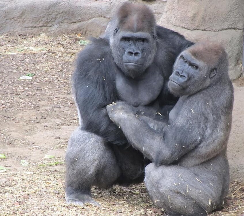 gorillas-primates-apes-male-female-wildlife-nature-hugging-sitting.thumb.jpg.dc9d123facc7d9f69fea329b33a101e5.jpg
