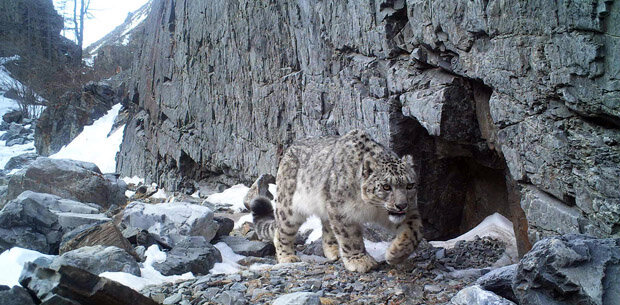 PICT0009_snow_leopard_Claudio_A_620x305.jpg.23a60116d2d8856283d2cb7b92b6e77b.jpg.679375f3f1ddf6fc563fa1a9f49c6d03.jpg