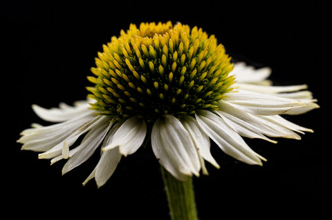 Echinacea