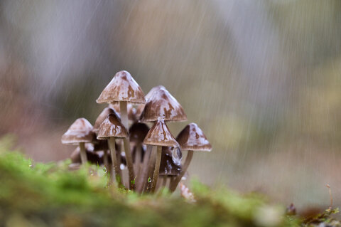 Funghi e Pioggia