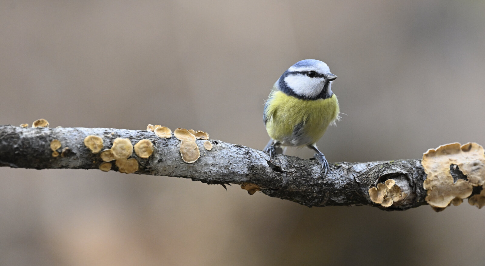 Maggiori informazioni su "Nikon 180-400mm f4/E FL TC14  nell'uso da capanno (su nikon Z)."