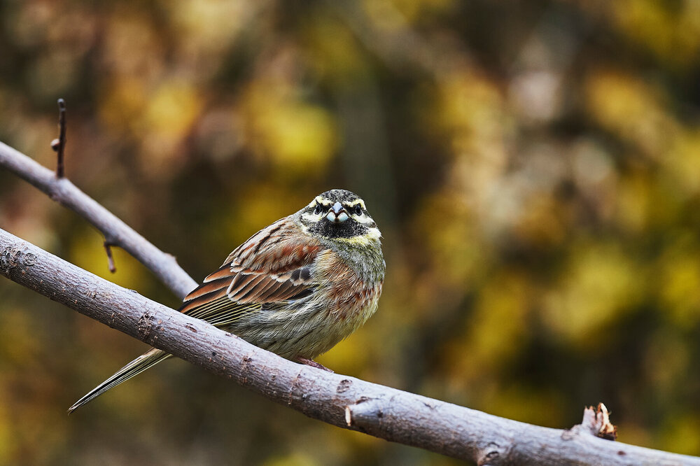 Emberiza  cirlus.jpg