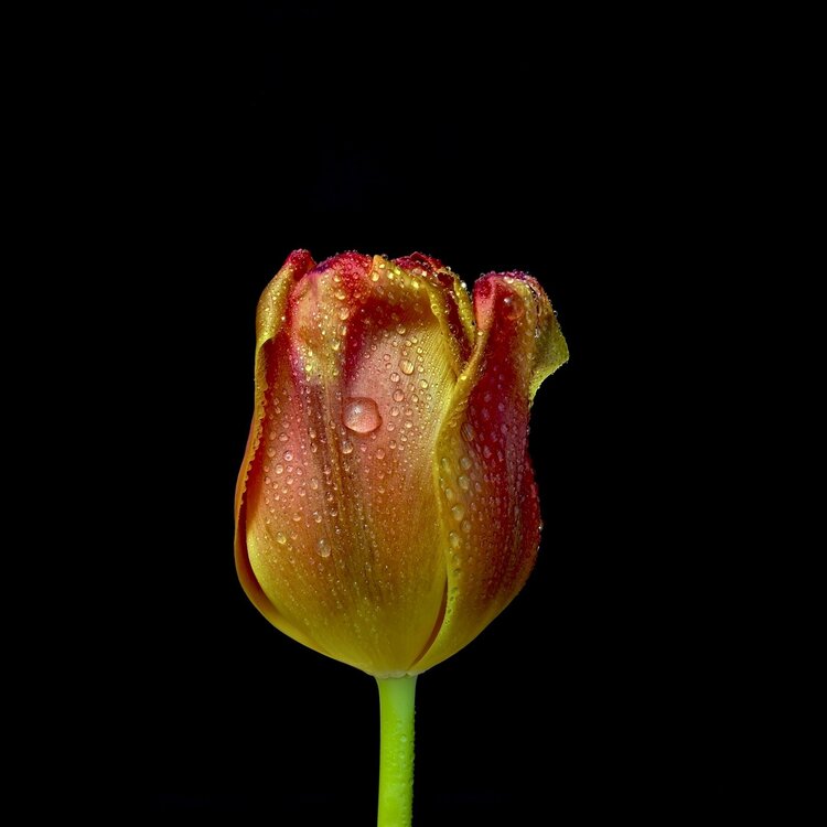 tulipano.jpeg