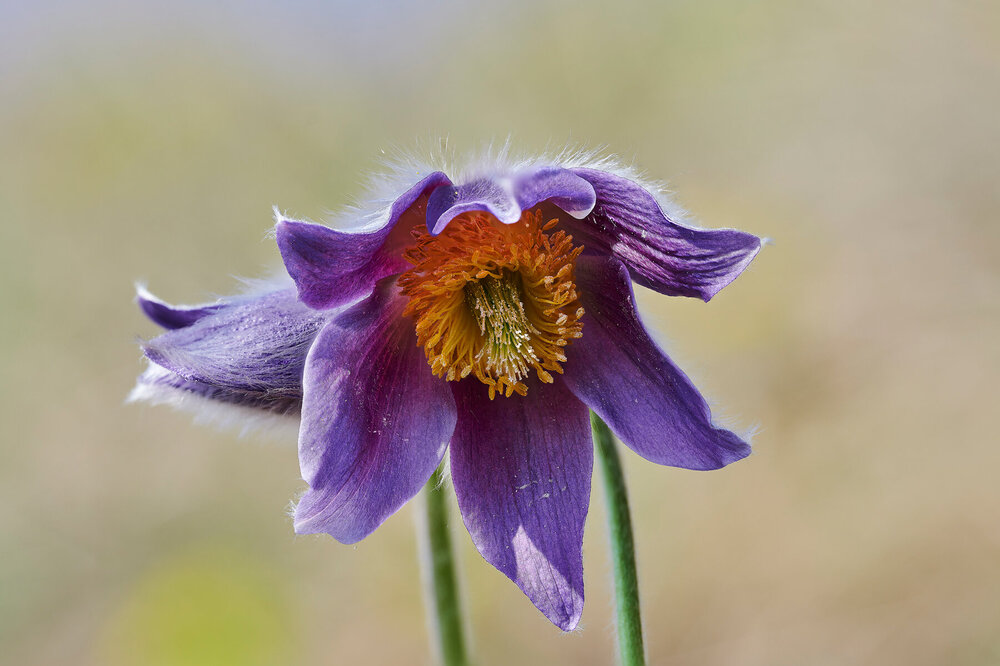 Pulsatilla-montana_73.thumb.jpg.b82372474c85c6eea248c02c7b5a7f78.jpg