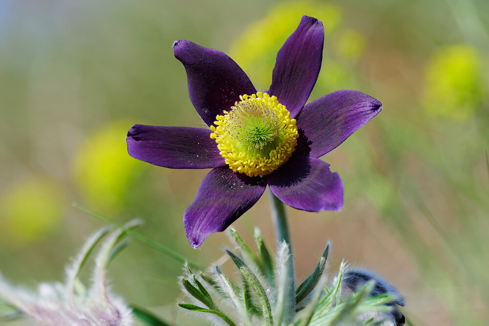 Pulsatilla-montana_75.thumb.jpg.e4dff90e5b02fb974c84dc6f902f8546.jpg