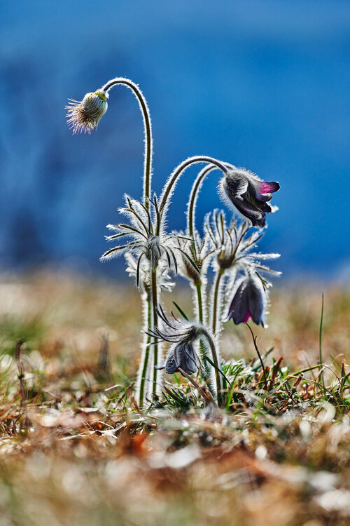 Pulsatilla-montana_76.thumb.jpg.45d2424bd0943c8504df05f02184a91e.jpg