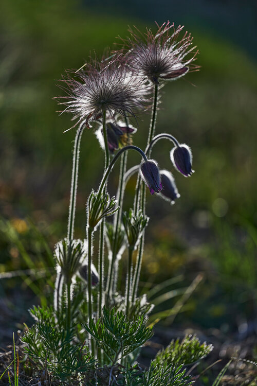 Pulsatilla-montana_78.thumb.jpg.511771409075895075dae27f311dfe0d.jpg