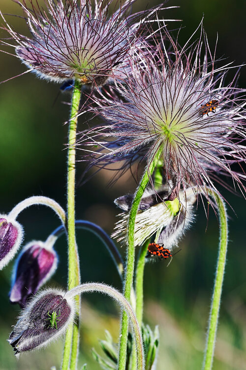 Pulsatilla-montana_81.thumb.jpg.d7808266b86ad1bea7e93f31a29b4c7d.jpg