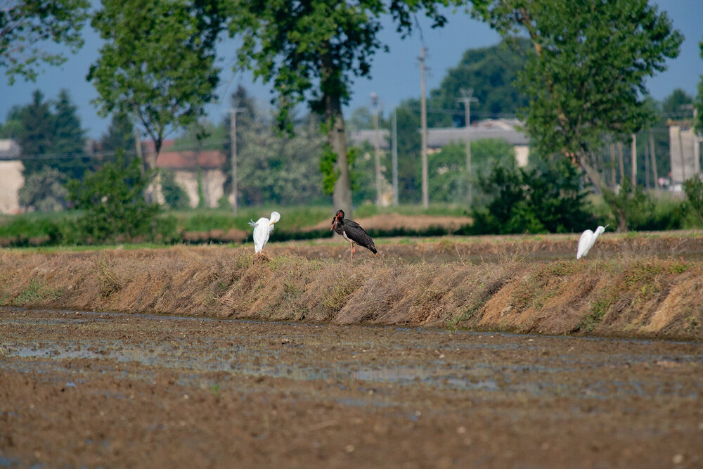 blackstork.thumb.jpg.088c139d2a9ca1e713af6ffdf5eb256e.jpg