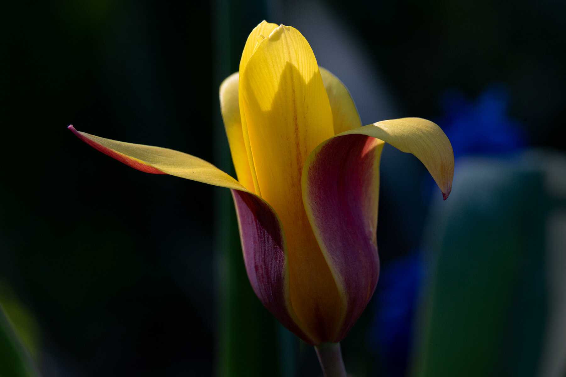 More information about "Nikkor Z 24-200mm f4-6.3 e tubi Meike, test a 200mm."