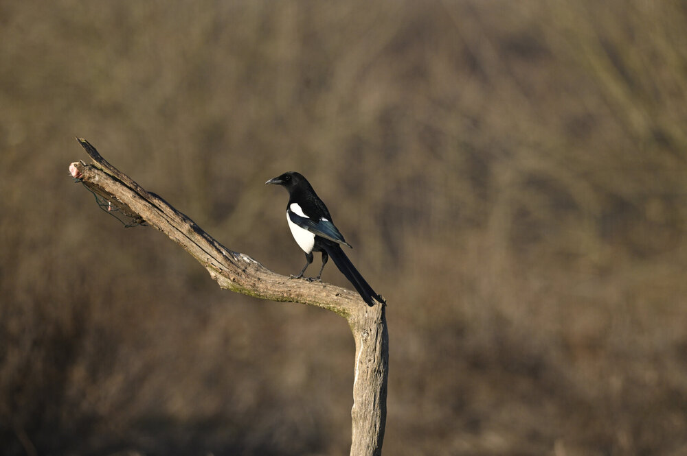 _DSC5361.thumb.JPG.6879787cada9b5fc716fe8bc0329a7df.JPG