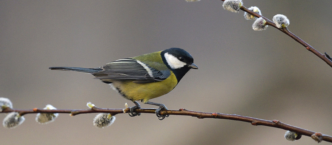 Maggiori informazioni su "Come si fotografa in un capanno attrezzato per la piccola fauna."