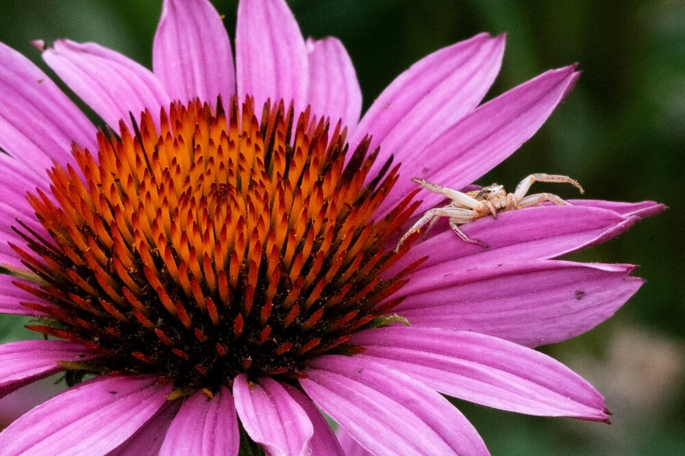 crabspider.jpg.f86bc0ef1b9e3758d75006b772558937.jpg